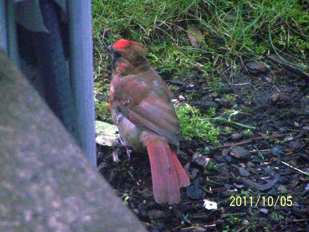 Cardinal